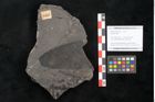 Foto (Objekt + Etikett) von Plantae indet.  (NHMW-GEO-2024-0188-11387)